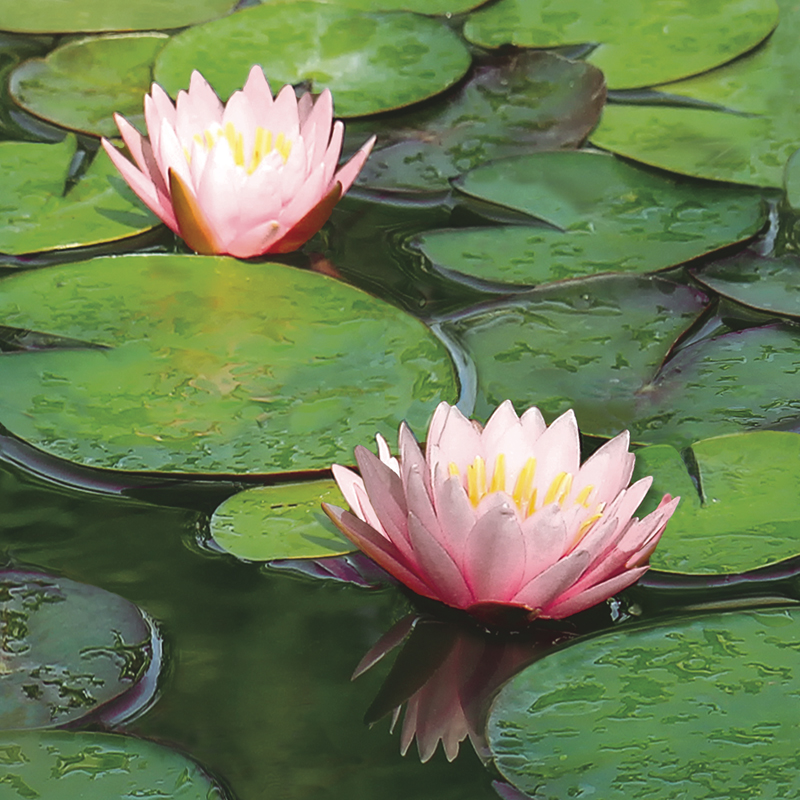 картинка 88634-1 NATURAL2024 Обои виниловые на бумажной основе 1.06*15.6 рисунок  цвет 
